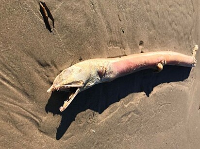 O animal de aparência bizarra e estranha foi encontrado na praia.