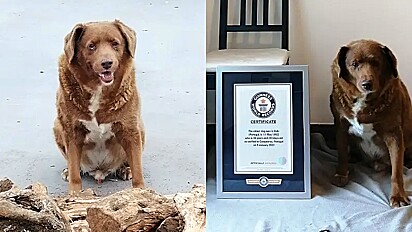 Bobi da raça mastim português é considerado o cão vivo mais velho do mundo.
