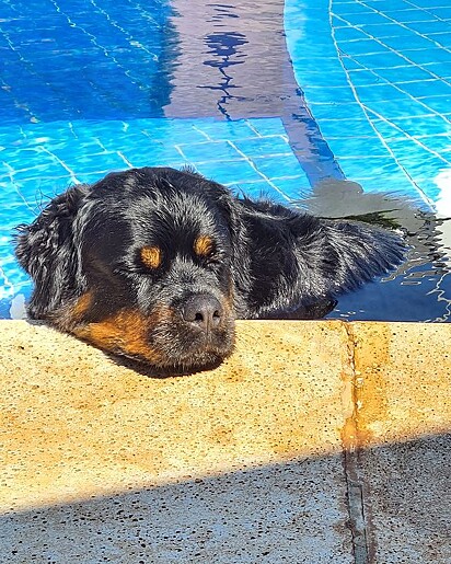A pet ama piscina.