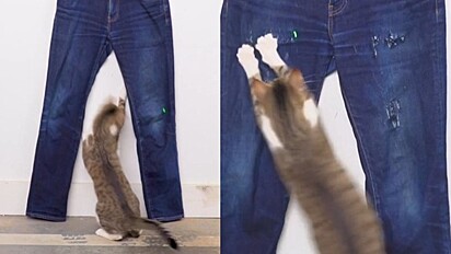 Utilizando um laser, o tutor brincava com o gatinho enquanto ele estilizava o jeans.