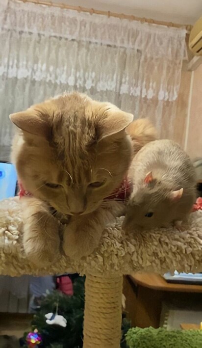 Perseya compartilha seus brinquedos com rato.