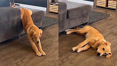 Golden retriever tem mania hilária de descer do sofá quando está cansado.
