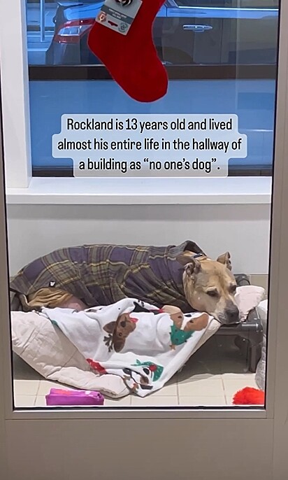 Rockland passou 10 anos de sua vida como cão comunitário.