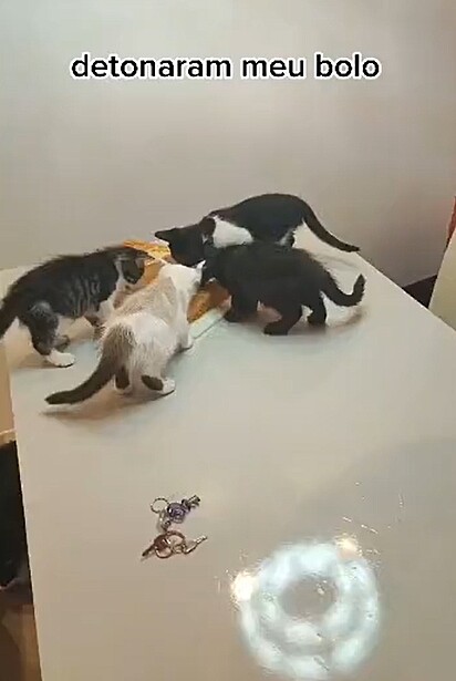 Os gatinhos subiram na mesa para comerem o bolo.