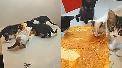 Mulher deixa bolo de cliente esfriando na mesa e gatos fazem a festa.