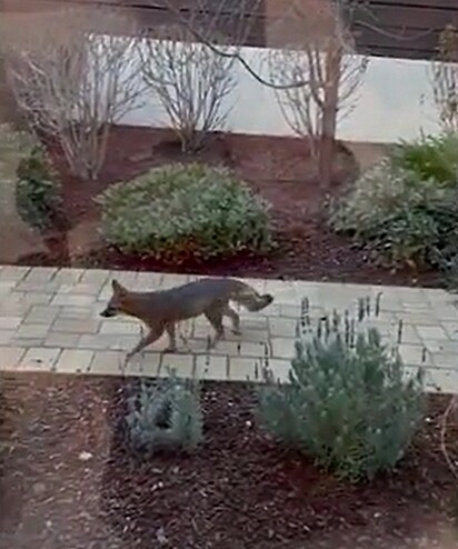 O animal que estava perambulando no jardim era uma raposa cinza.