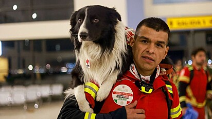 Os cães são treinados para ajudar na busca e resgate de sobreviventes. 