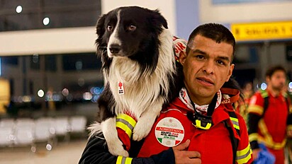 Os cães são treinados para ajudar na busca e resgate de sobreviventes.