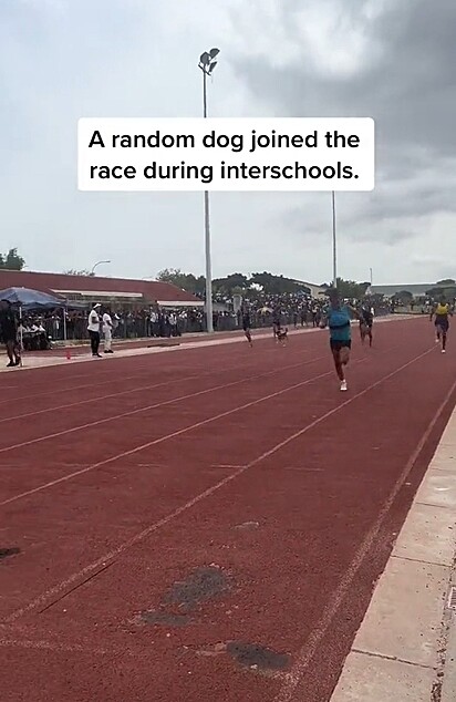 O cão invadiu a corrida.