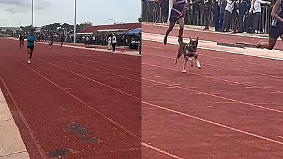 Cão invade torneio interescolar de atletismo levando torcedores ao delírio.
