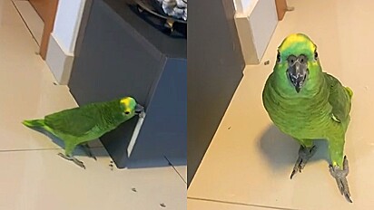 Papagaio rosna para tutora ao ser chamado atenção por destruir o móvel da sala.