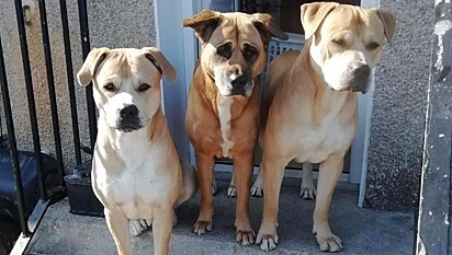 Angel (à esquerda) com seus dois irmãos caninos.