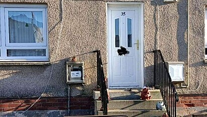 O cão destruiu a porta de casa.