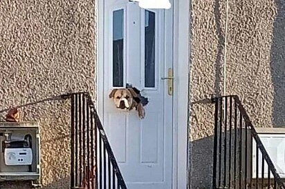 O cão olhando a rua pelo buraco que fez na porta.