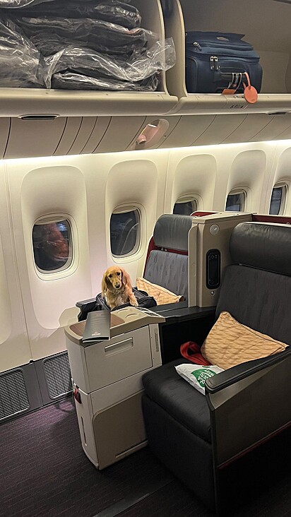 A pet viajou na classe executiva do avião.