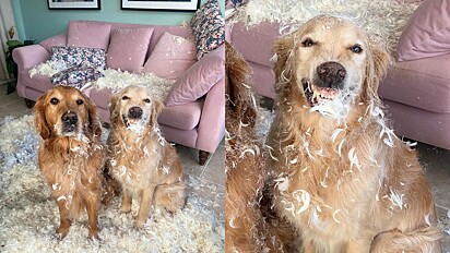 Cães golden retrievers destroem almofadas e um deles sorri debochado.