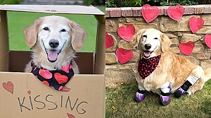 Para comemorar Valentines Day, cachorrinha terapeuta cria sua barraca do beijo.