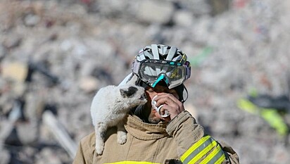 Caso a família do felino não seja encontrada ele será adotado pelo bombeiro.