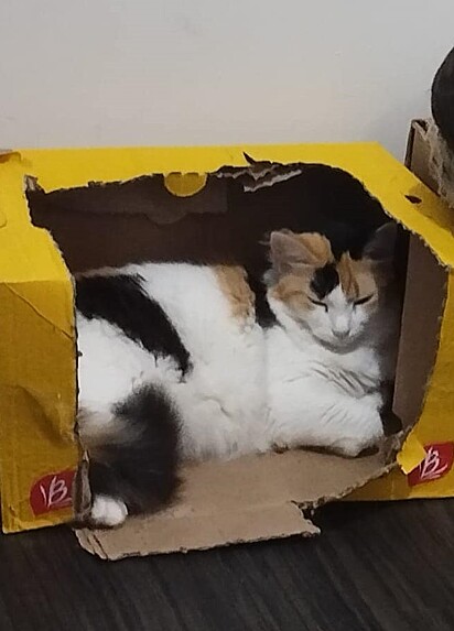 A felina em sua caixinha.