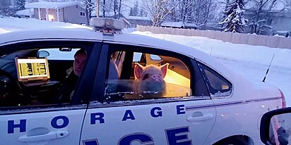 O porco chegou em casa na viatura da polícia.