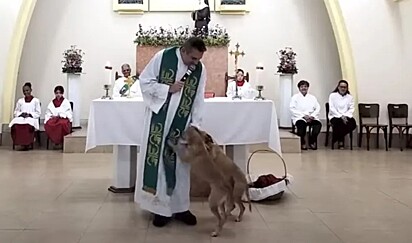 Os cães brincando com o padre.