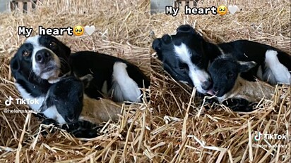 Callie além de pastorear rebanho, gosta de cuidar dos cordeiros recém-nascidos. 
