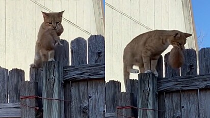 A gatinha pulando a cerca 