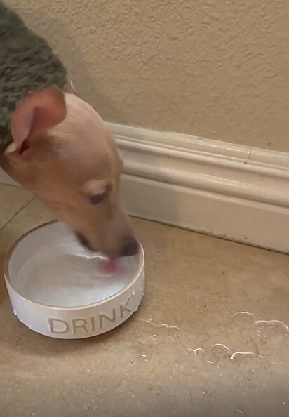 O cão bebe água de maneira diferente.
