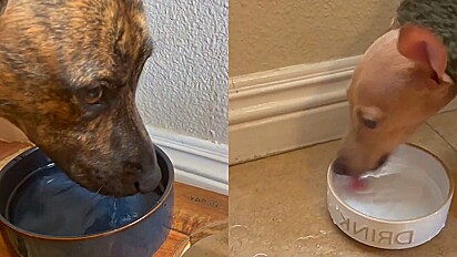 Cão lança olhar julgador para irmão canino que tem estranho hábito de beber água.