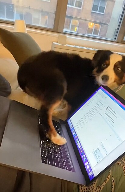 O cão colocando a pata no teclado.