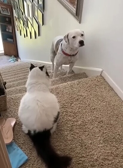 O cão olhando com medo o gato.