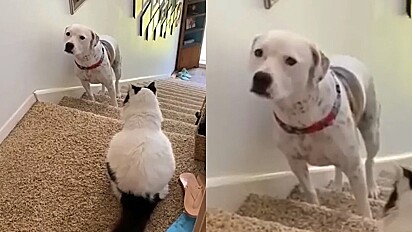 Gato bloqueia cachorro de subir escada.