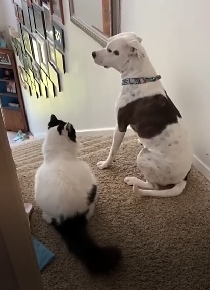 O gato observando a audácia do cão.