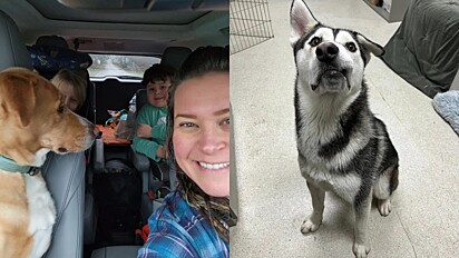 Família viaja mais de 4.000 Km para adotar cão de abrigo com deformidade no rosto.