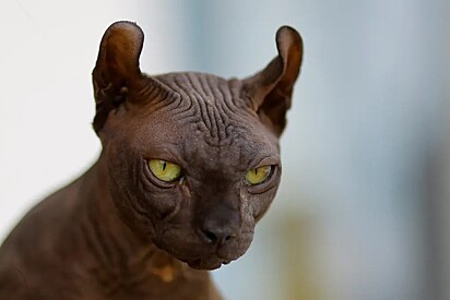 Gato da raça Sphynx é conhecido por não ter pelos. 