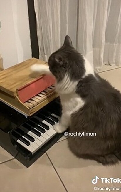 A patinha fechando o piano! 