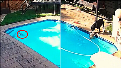Cadela salva seu irmão canino que caiu na piscina de casa. 