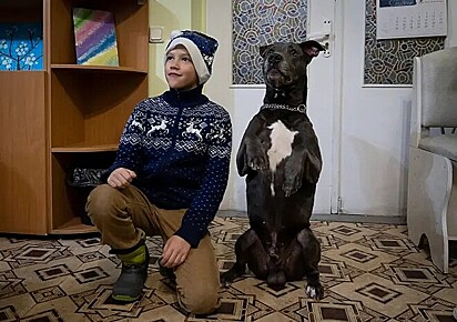 Pit bull em terapia canina ajuda crianças ucranianas traumatizadas com a guerra. 