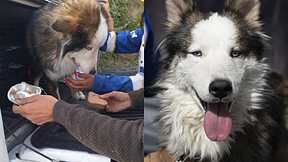 Cão é resgatado após 23 dias enterrado sob escombros do terremoto que atingiu a Turquia.