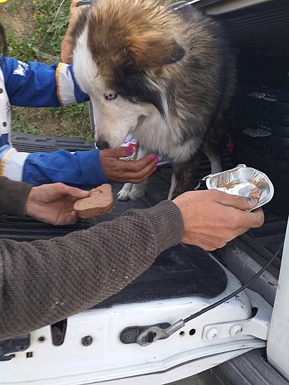 Após o resgate o cão foi alimentado e tratado.