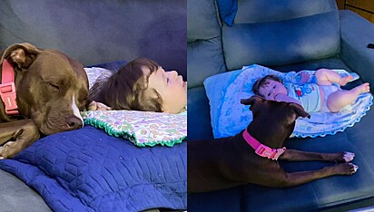 Pit bull faz questão de ficar perto enquanto irmão dorme. 