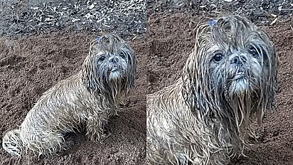 Cão da raça shih-tzu, após brincar na lama se transforma, no Abominével Homem das NAves.