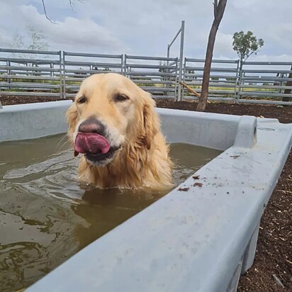 Walter adora se refrescar na água.