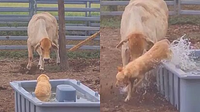 Golden retriever entra em cocho de vaca para se refrescar e o pior acontece.