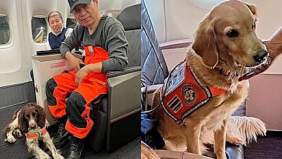 Empresa oferece voos gratuitos para cães de resgate que atuaram na zona de terremoto na Turquia e Síria.