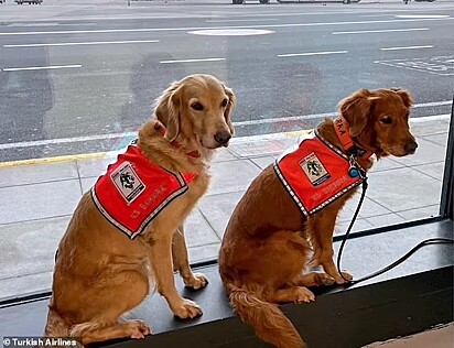 Os cães viajaram com seus respectivos donos na cabine do avião.