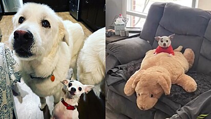 Cão em luto por perda do seu irmão canino se aconchega em urso que se parece com ele. 