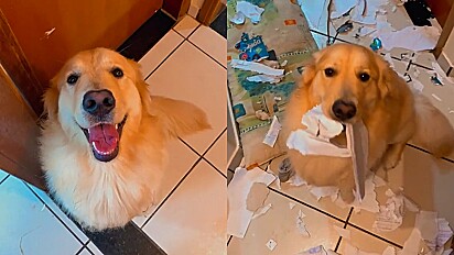 Cão golden retriever destrói caderno de resumo da faculdade de seu dono em semana de provas.
