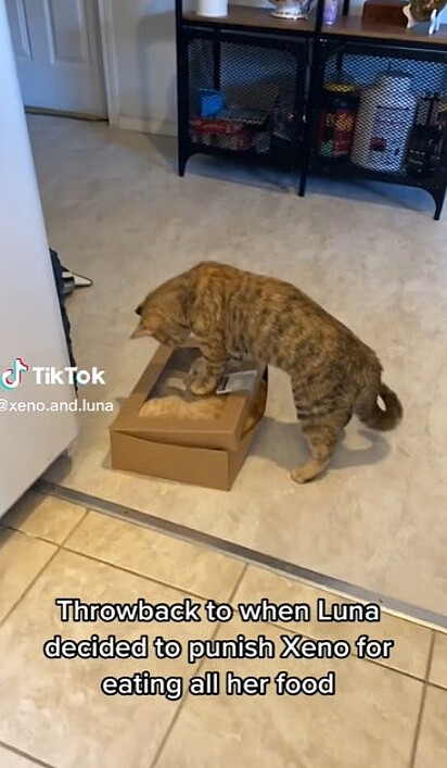 O gato fica preso na caixa. 