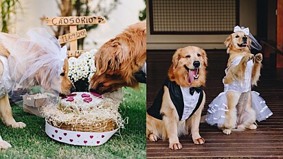 Casamento de cães viralizou na web. 